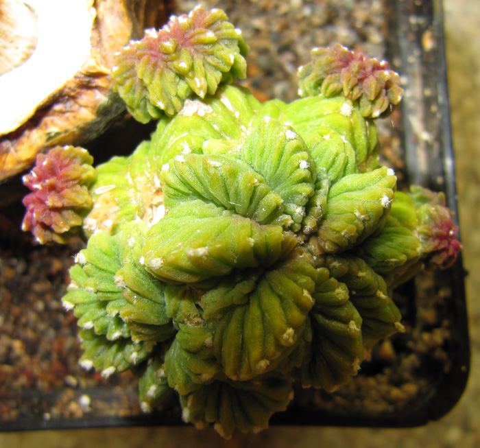 Aztekium ritteri